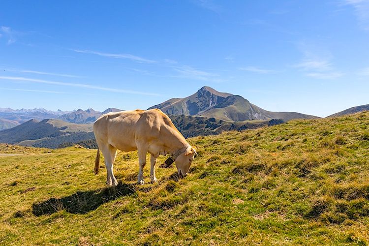 VIANDE HERRIKO – Dégustation et découverte 100% Pays Basque